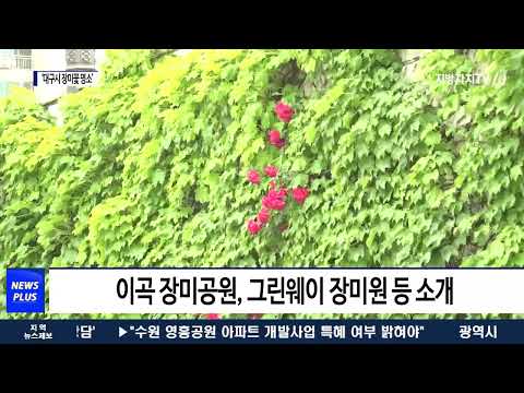 대구시, ‘장미꽃 명소’ 소개